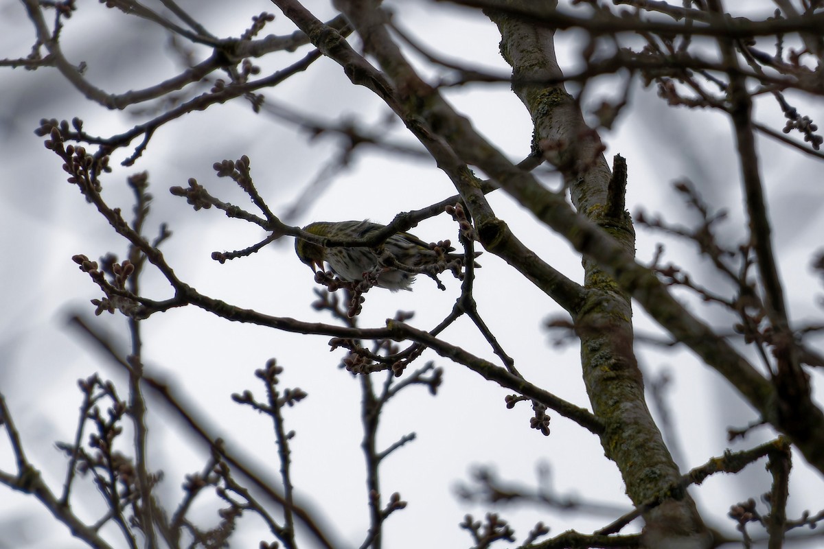 Eurasian Siskin - ML646291895