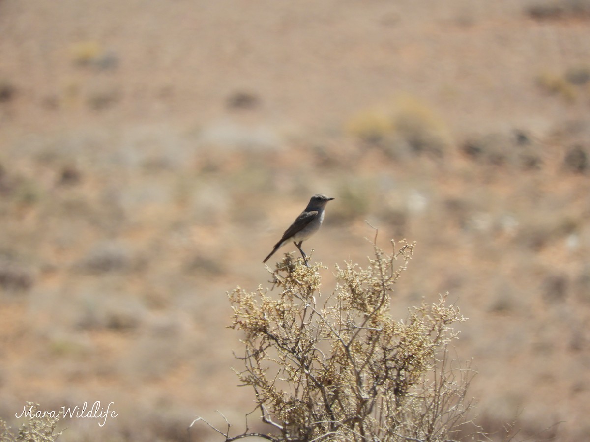 Karoo Chat - ML646291896