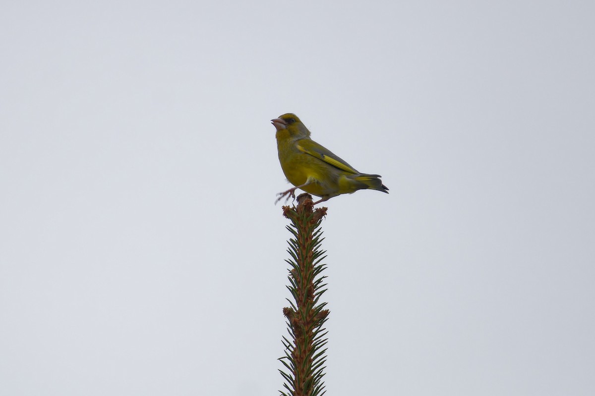 European Greenfinch - ML646291899