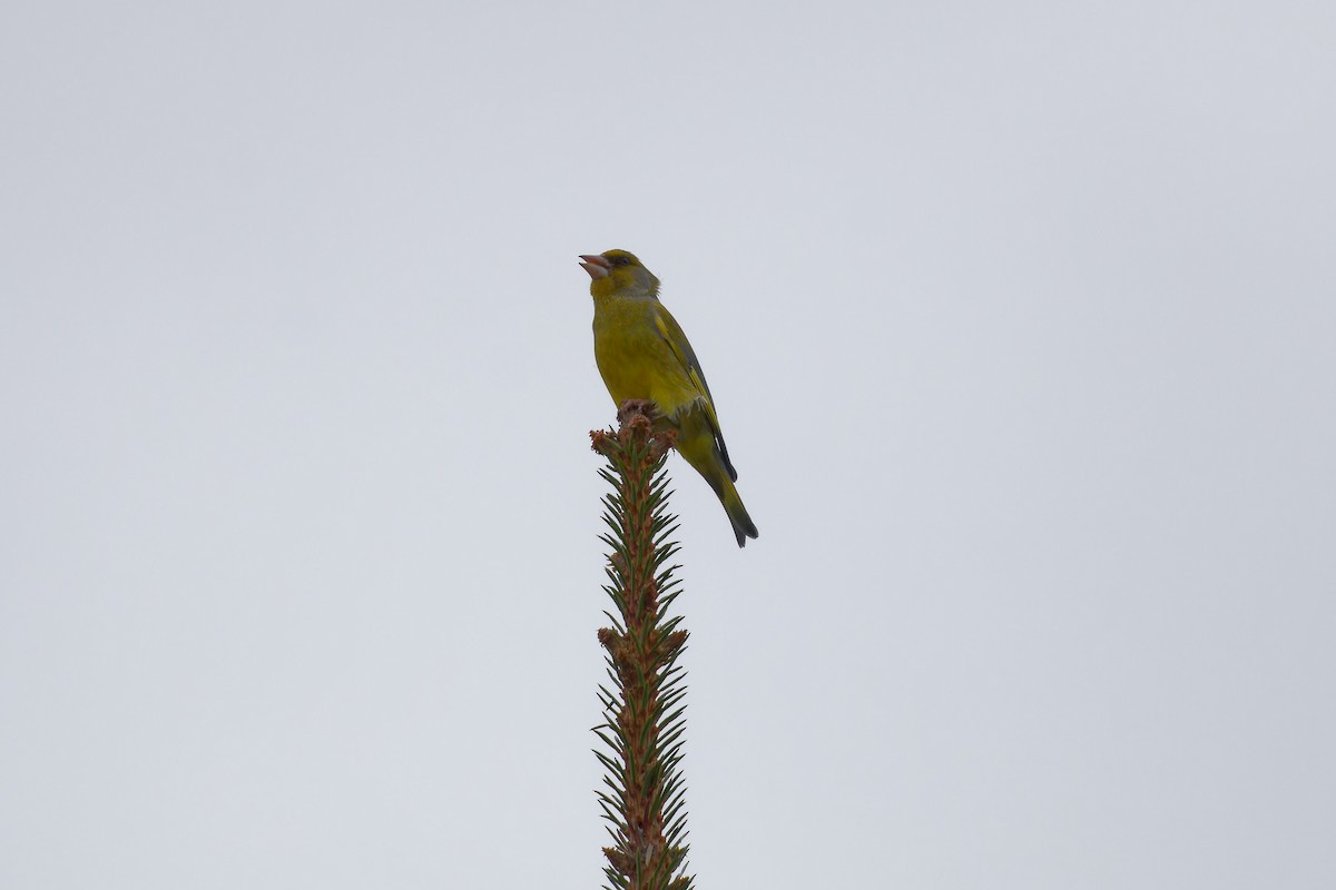 European Greenfinch - ML646291900