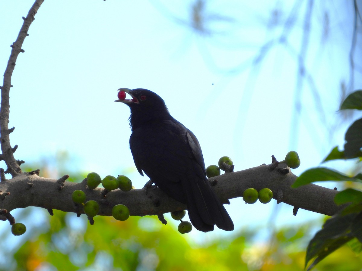 Asian Koel - ML646291905