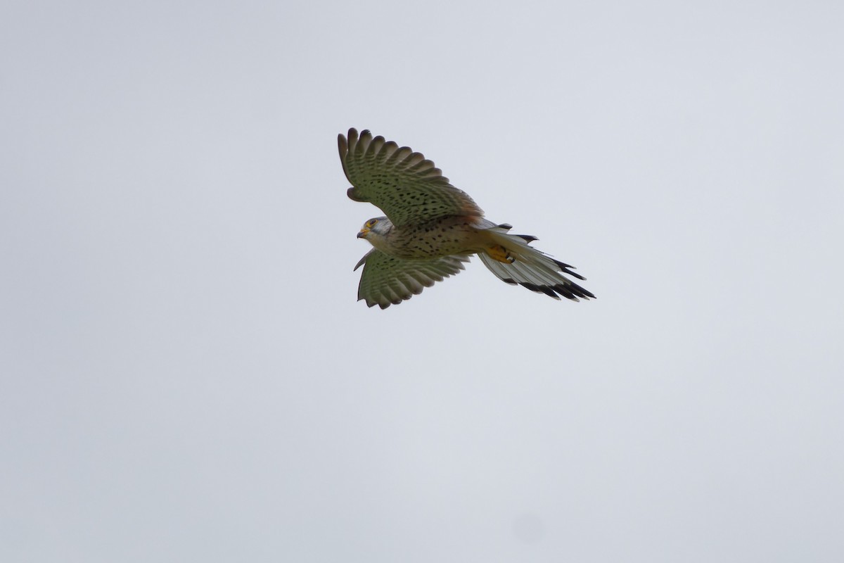 Eurasian Kestrel - ML646291906
