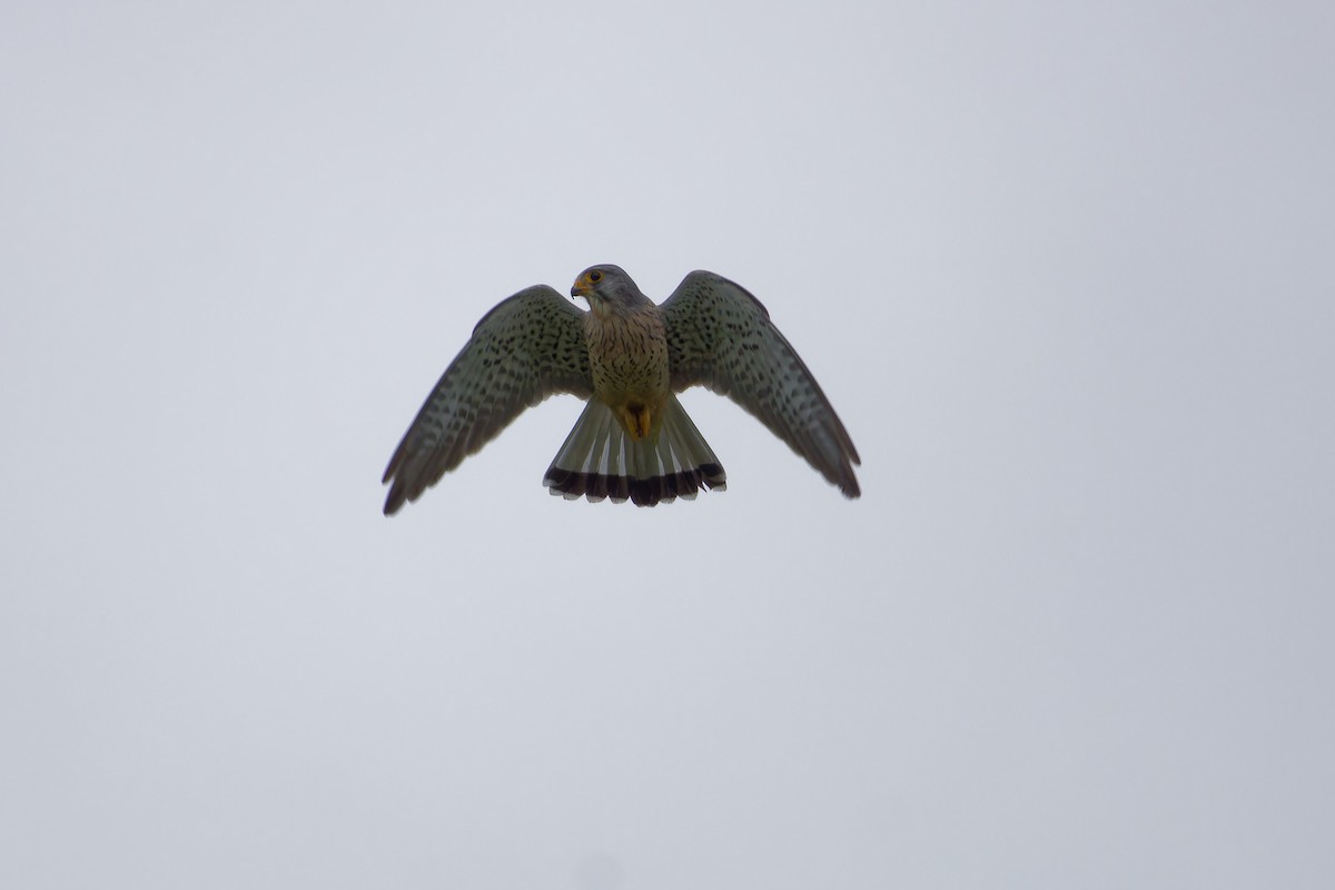 Eurasian Kestrel - ML646291907