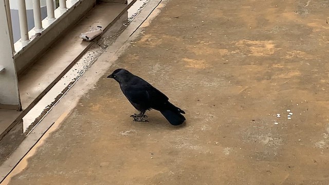 Belatxiki arrunta - ML646291908