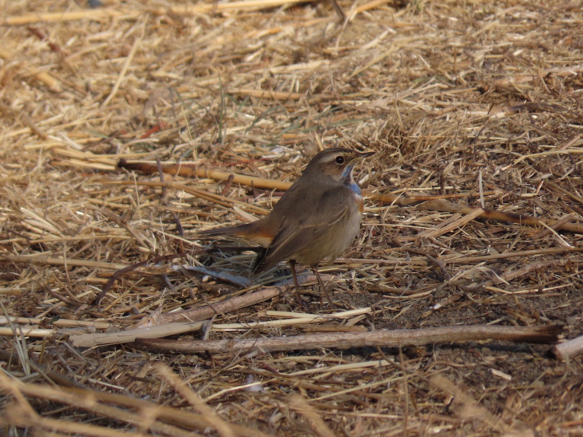 Bluethroat - ML646291909