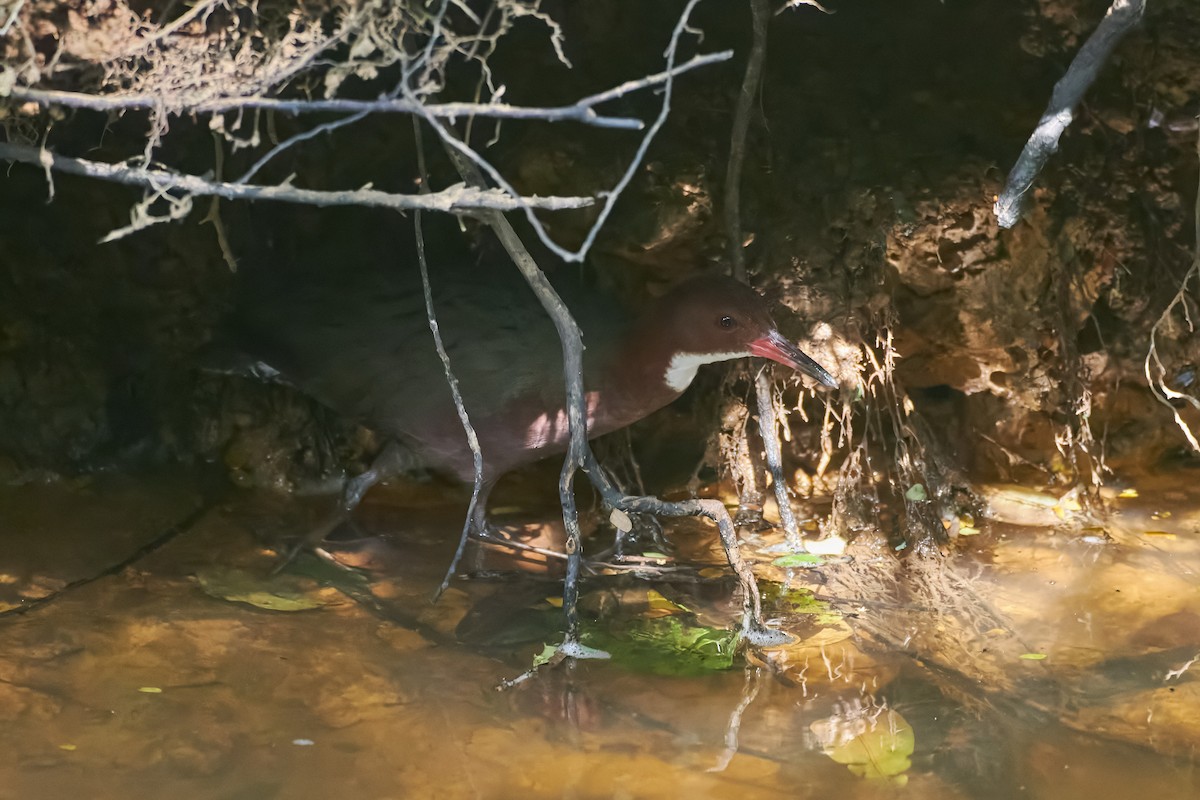 White-throated Rail - ML646291910