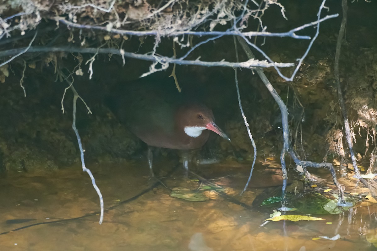 White-throated Rail - ML646291911