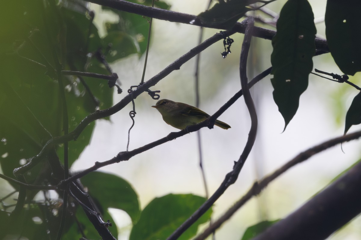 budníček filipínský - ML646291913