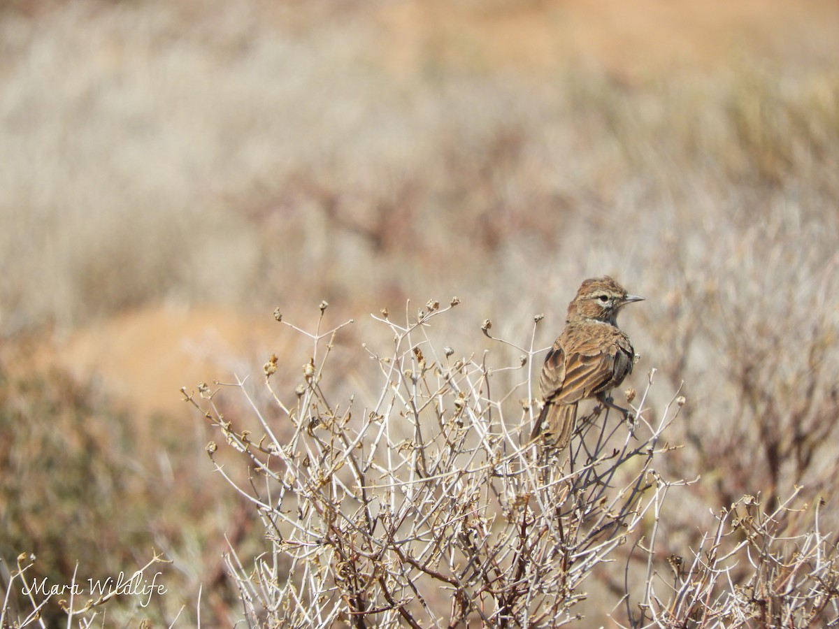 Karoo Lark - ML646291914