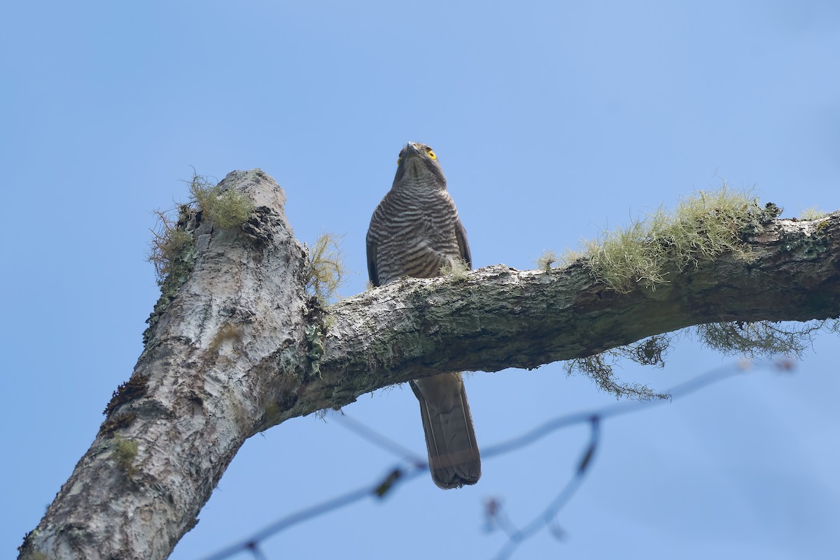 Madagascar Sparrowhawk - ML646291915