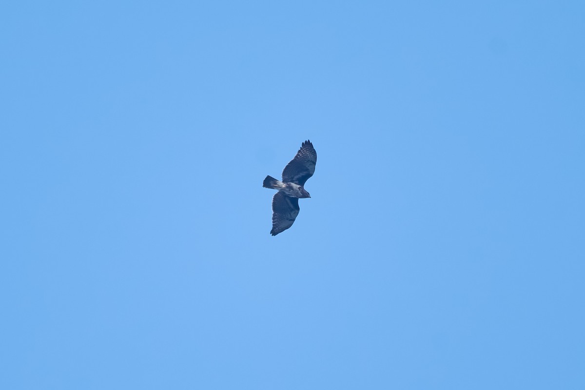 Madagascar Buzzard - ML646291917