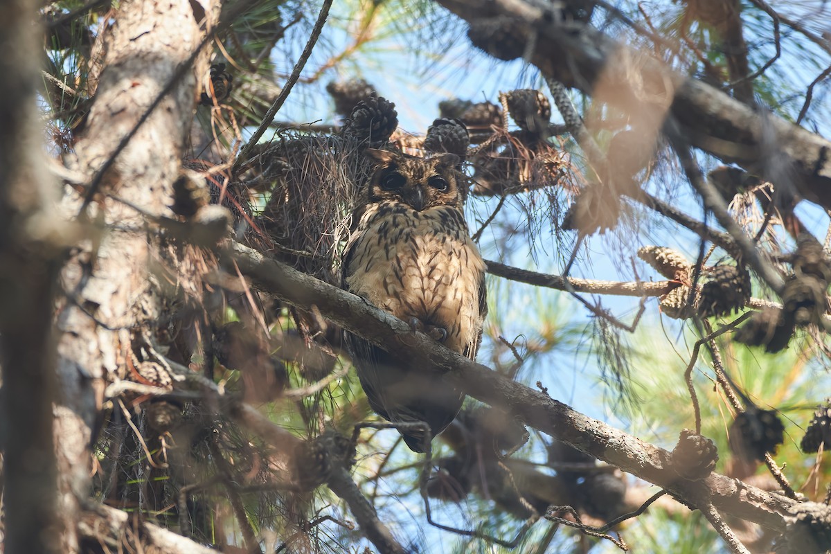 Madagascar Owl - ML646291922