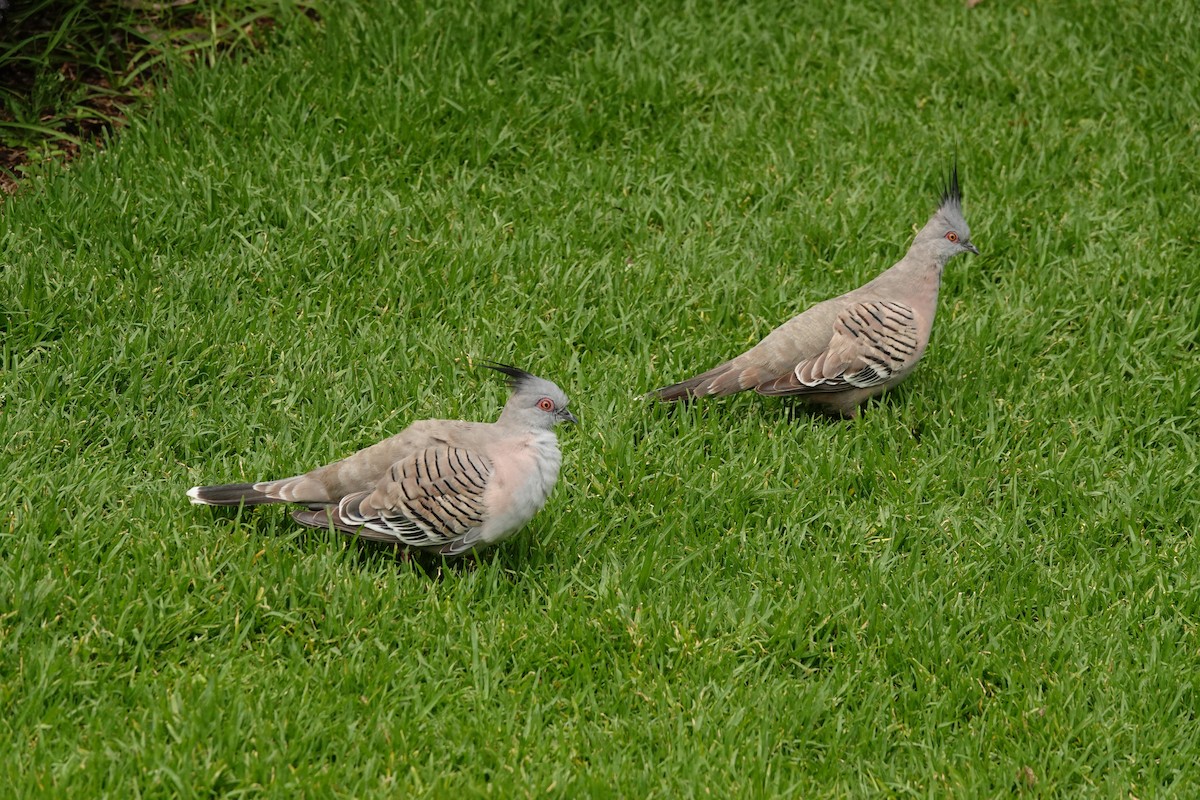 Crested Pigeon - ML646291923