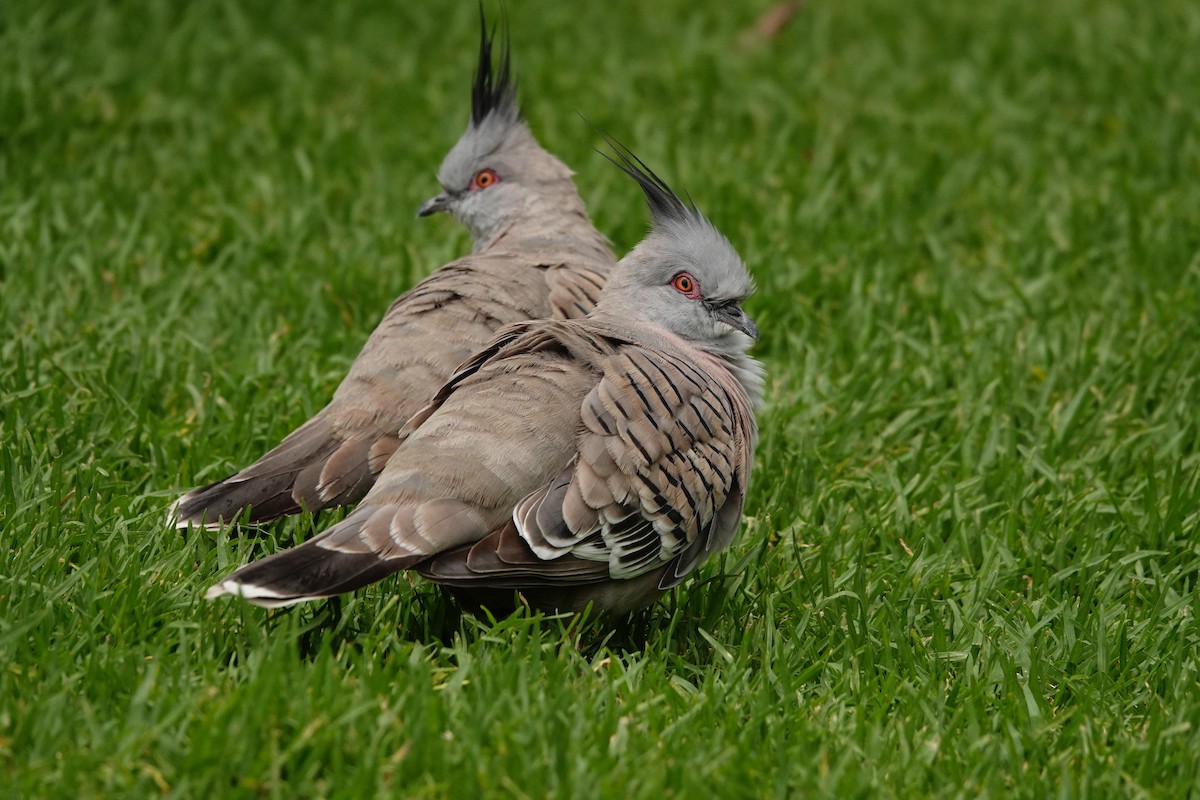 Crested Pigeon - ML646291924