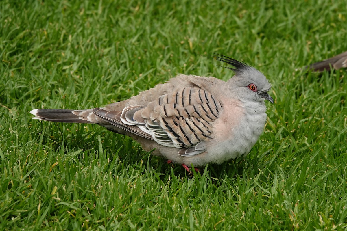 Crested Pigeon - ML646291925