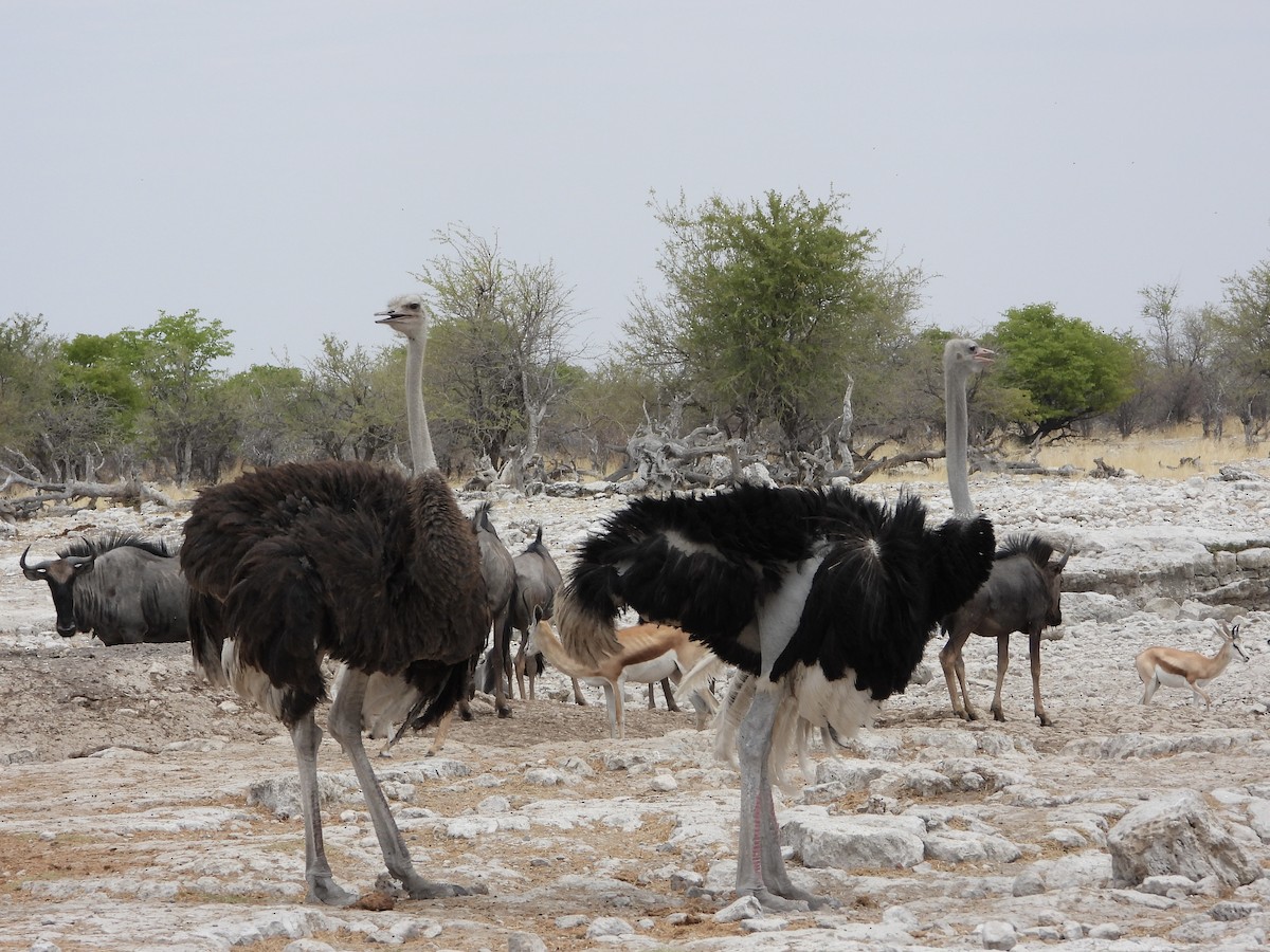 Ostruka arrunta - ML646291927