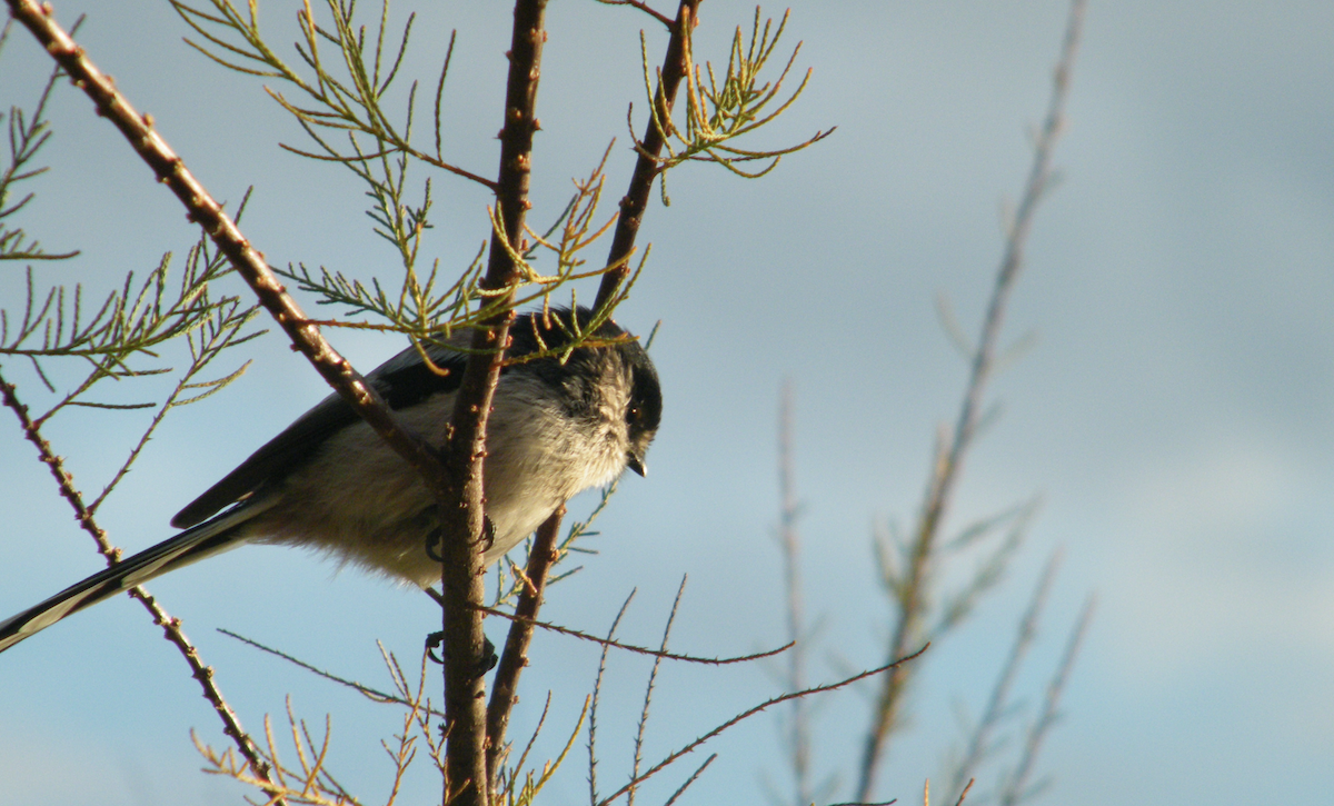 Buztanluze arrunta - ML646291928