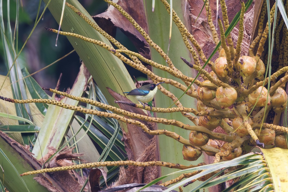 Metallic-winged Sunbird (Bohol) - ML646291930