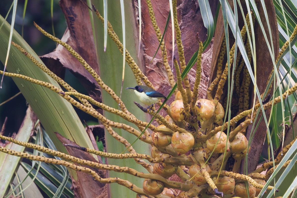Metallic-winged Sunbird (Bohol) - ML646291931