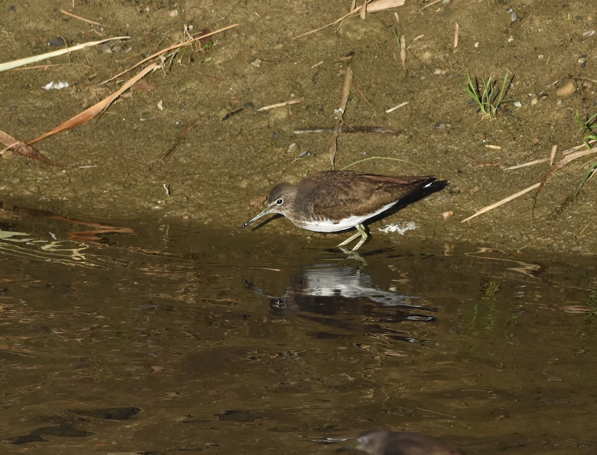 Kuliska iluna - ML646291932