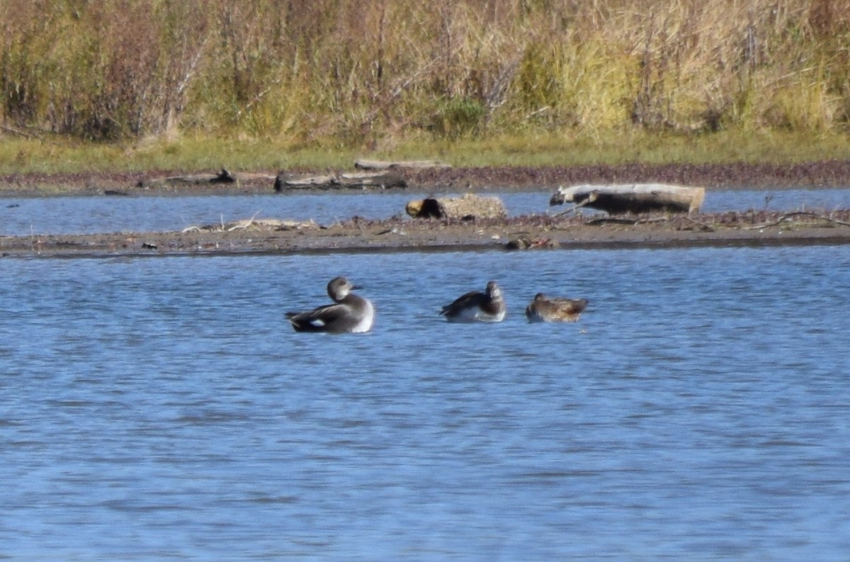 Murgilari lepokoduna - ML646291934