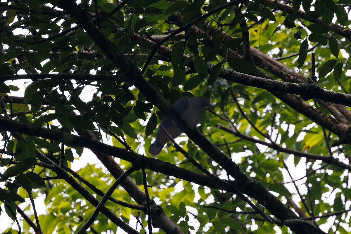 Amethyst Brown-Dove - ML646291935