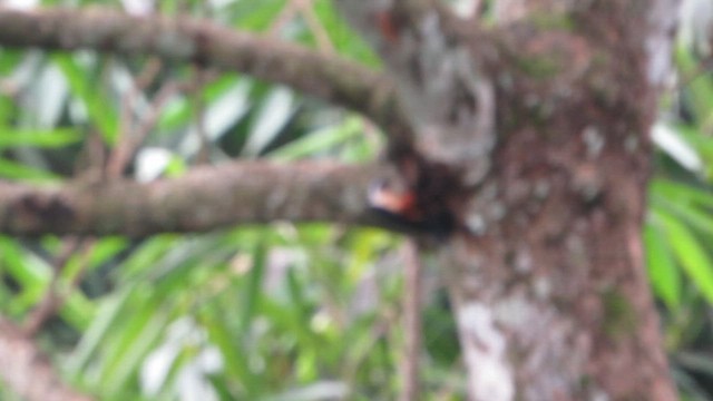 Collared Falconet - ML646291936