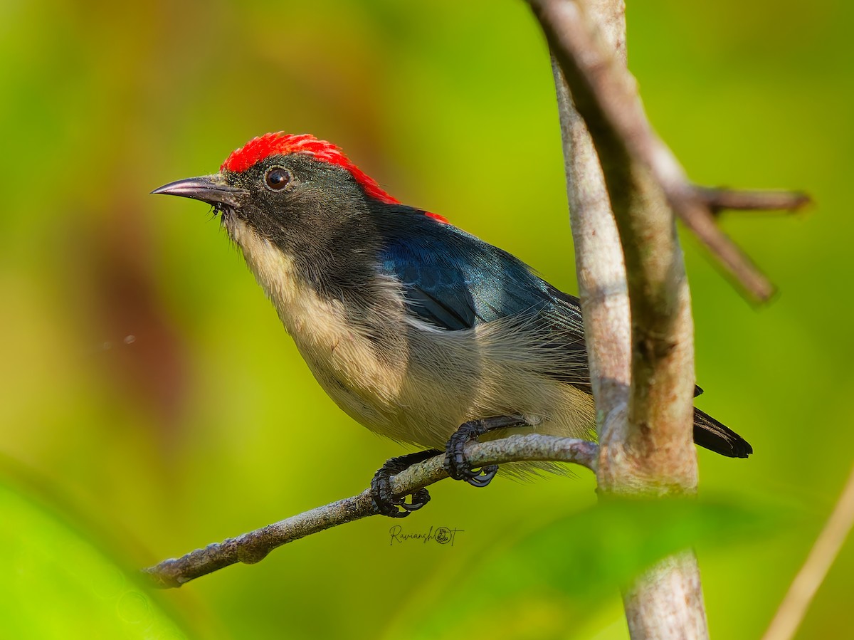 Scarlet-backed Flowerpecker - ML646291937