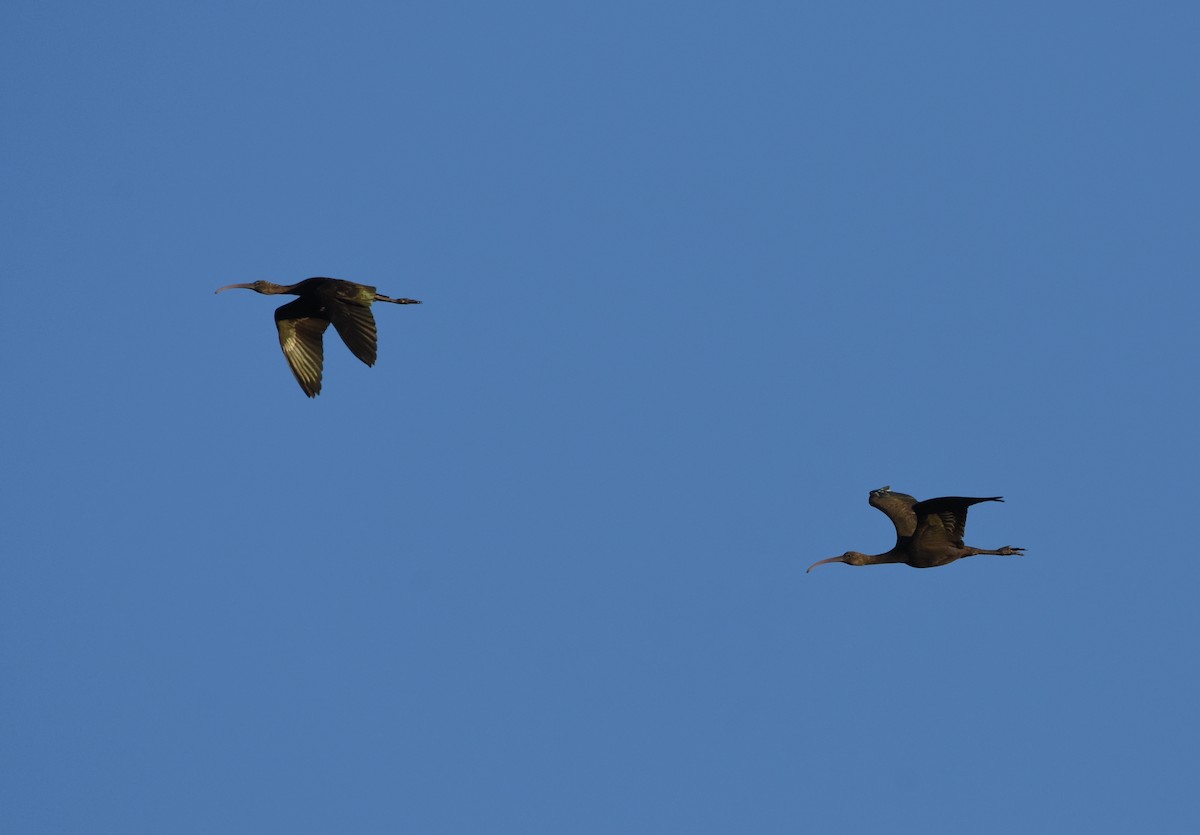 Beltzaran arrunta - ML646291938