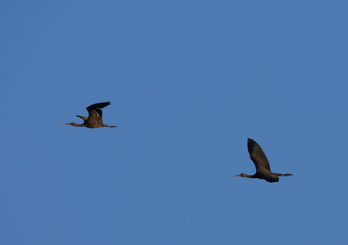 Beltzaran arrunta - ML646291939