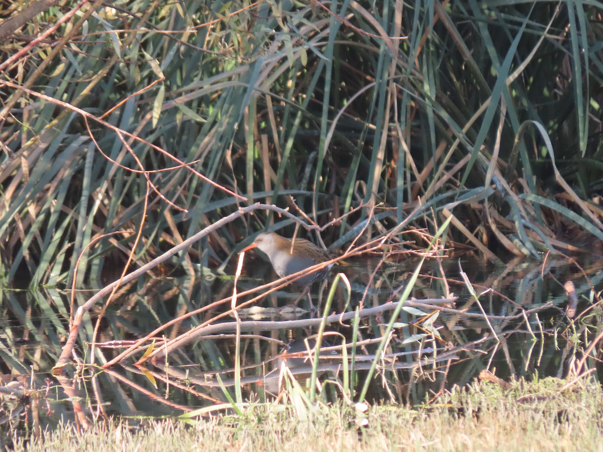 Water Rail - ML646291940