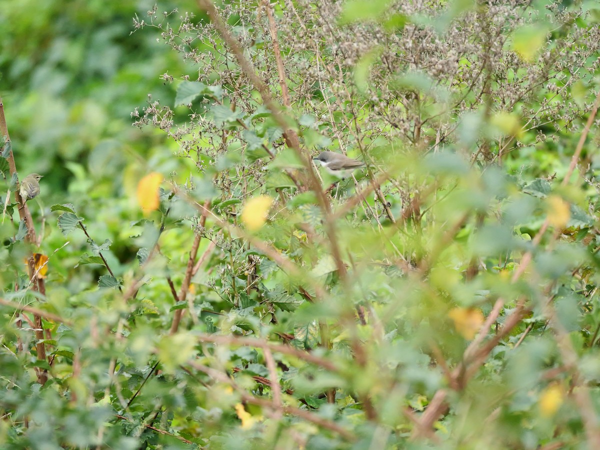 Sasi-txinbotxoa - ML646291942