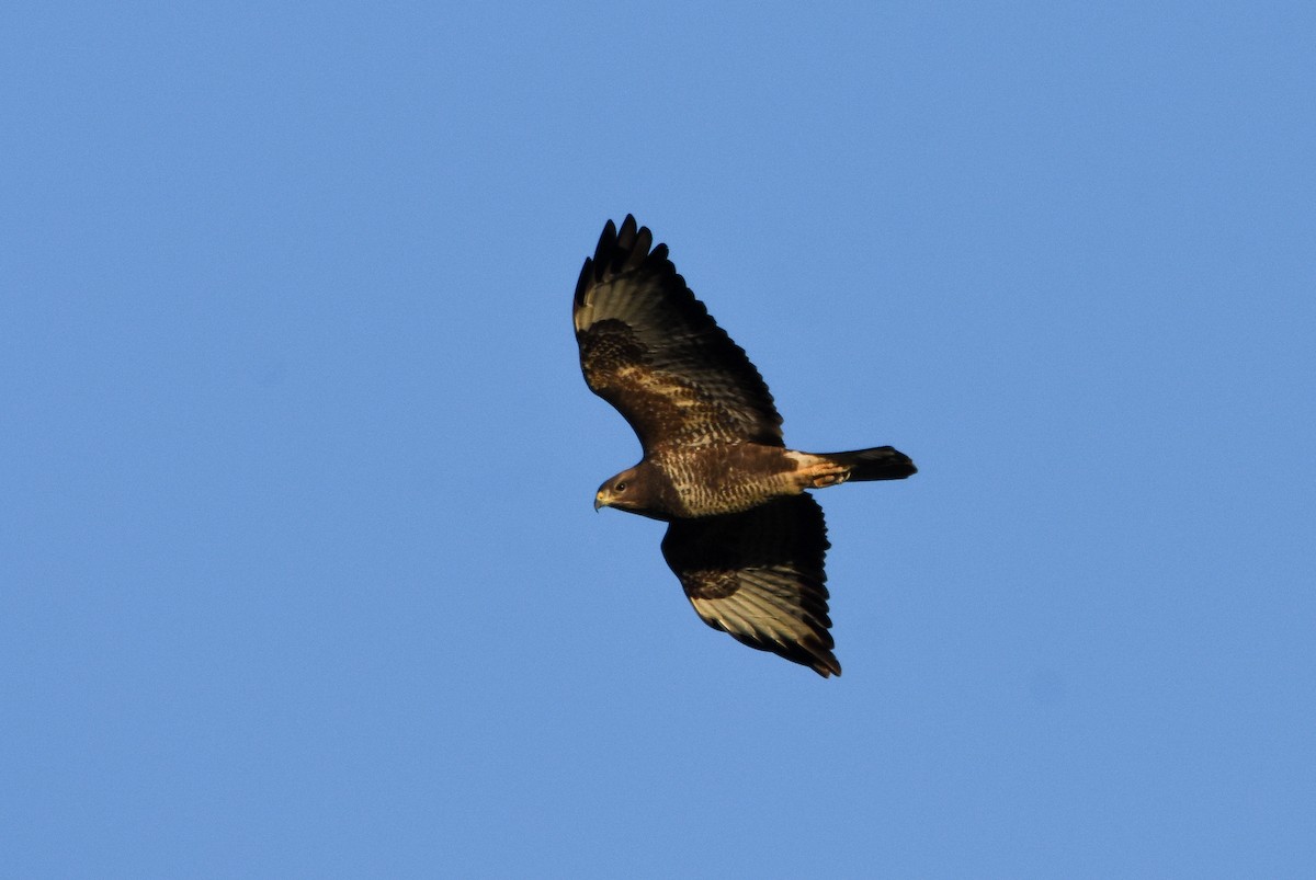 Zapelatz arrunta - ML646291944