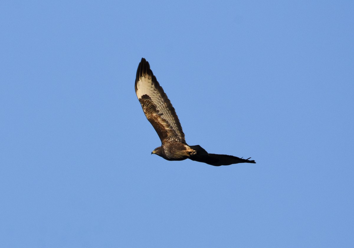 Zapelatz arrunta - ML646291945