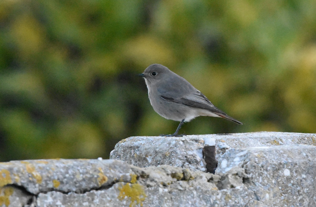 Buztangorri iluna - ML646291947