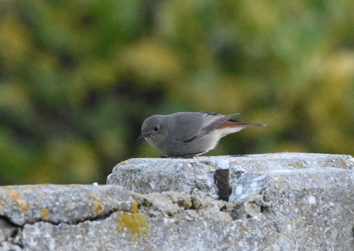 Buztangorri iluna - ML646291948