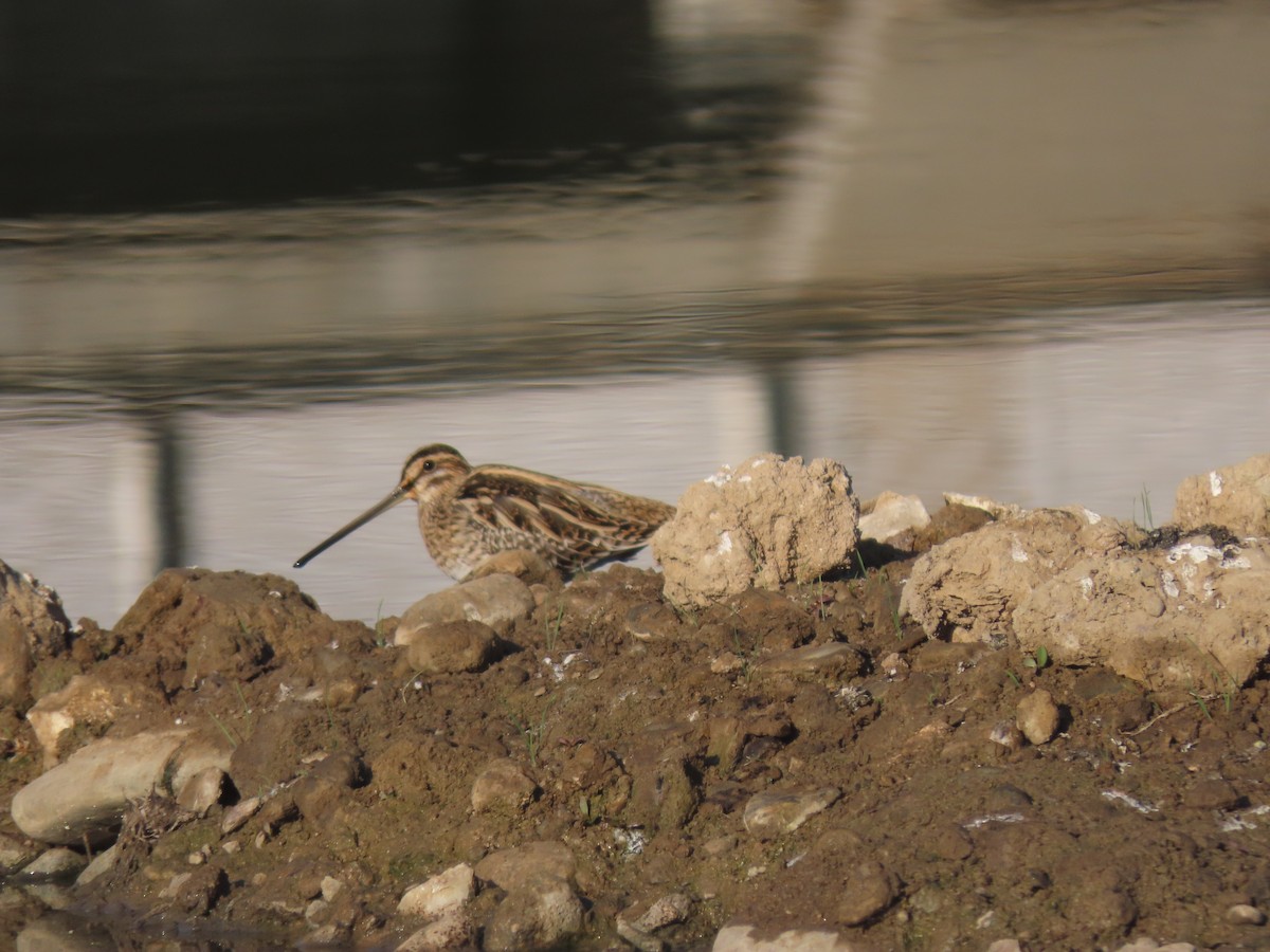 Common Snipe - ML646291949