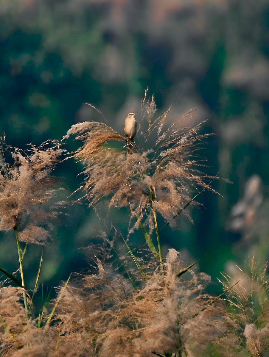 Striated Grassbird - ML646291952