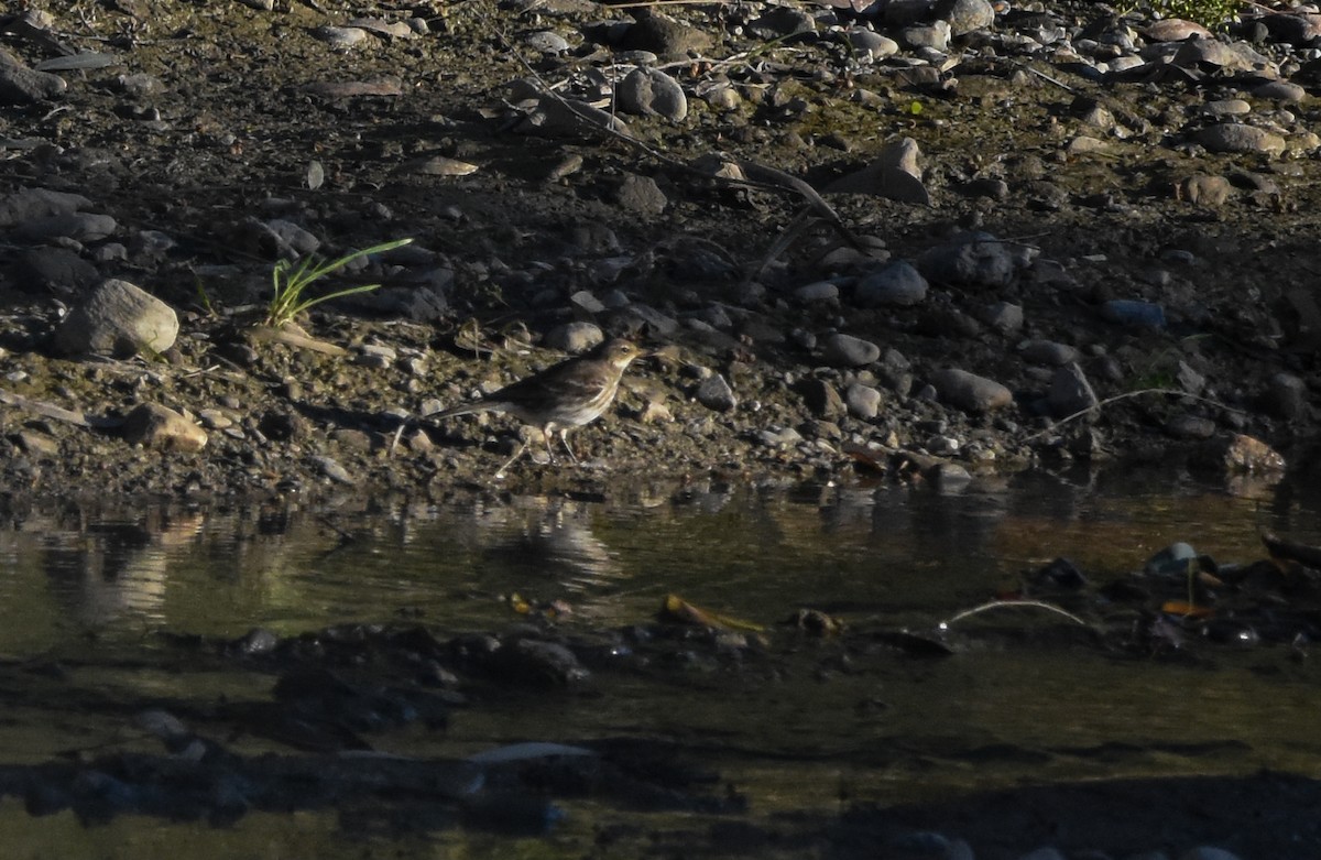 Bisbita Alpino - ML646291953