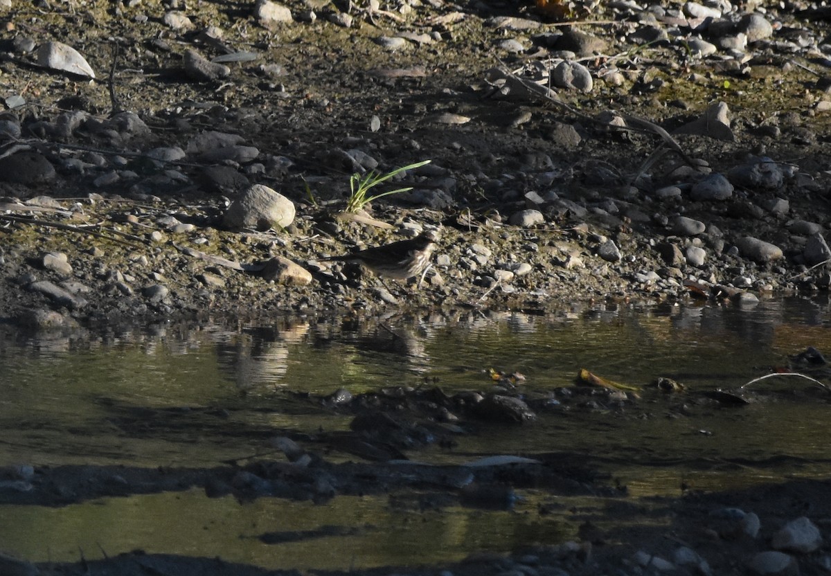 Bisbita Alpino - ML646291954