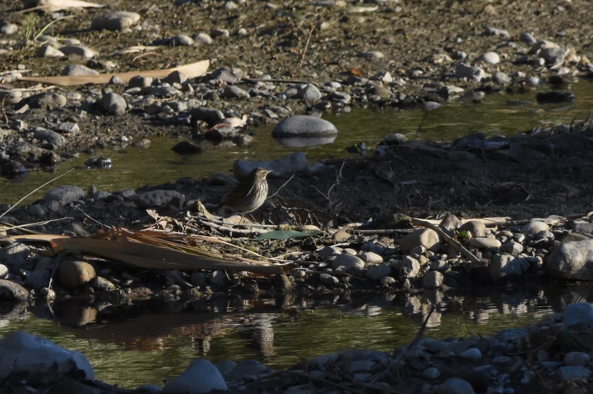 Bisbita Alpino - ML646291955