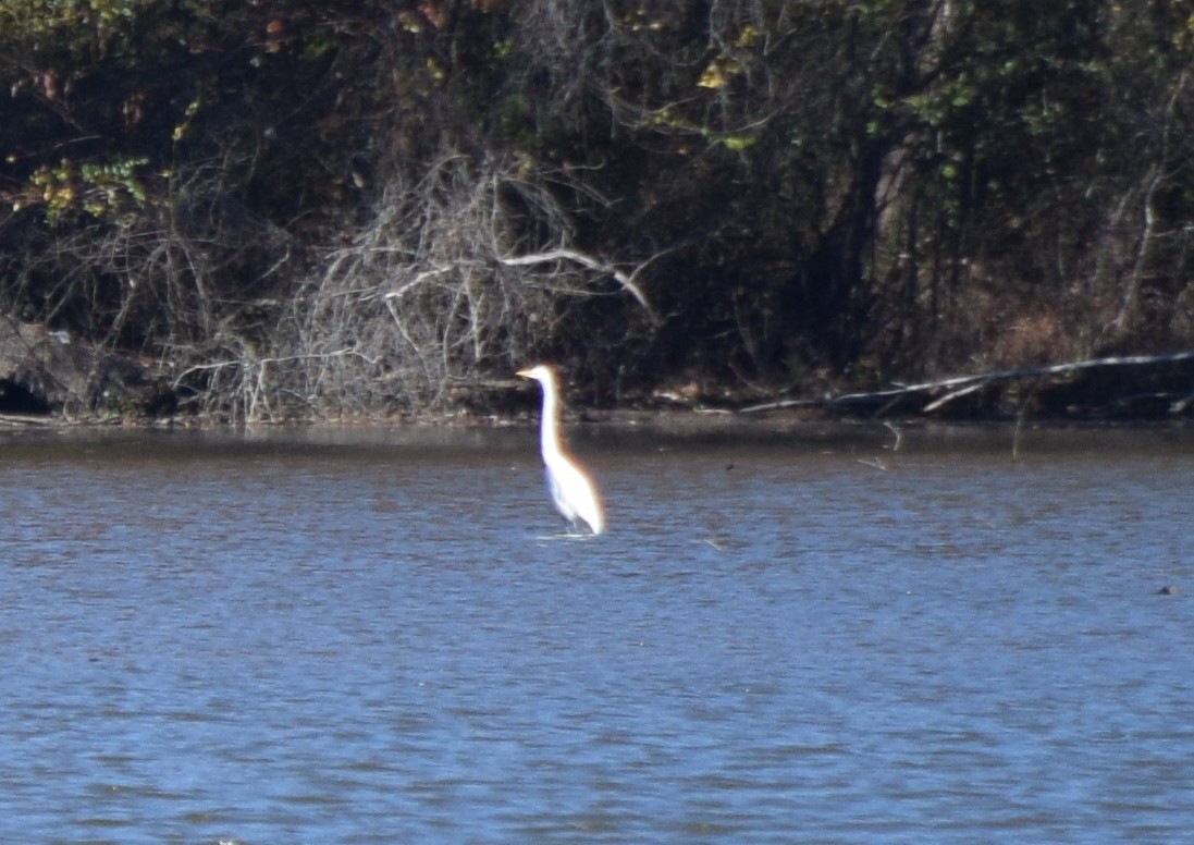 Garceta Grande - ML646291959