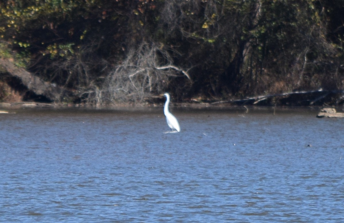 Garceta Grande - ML646291960