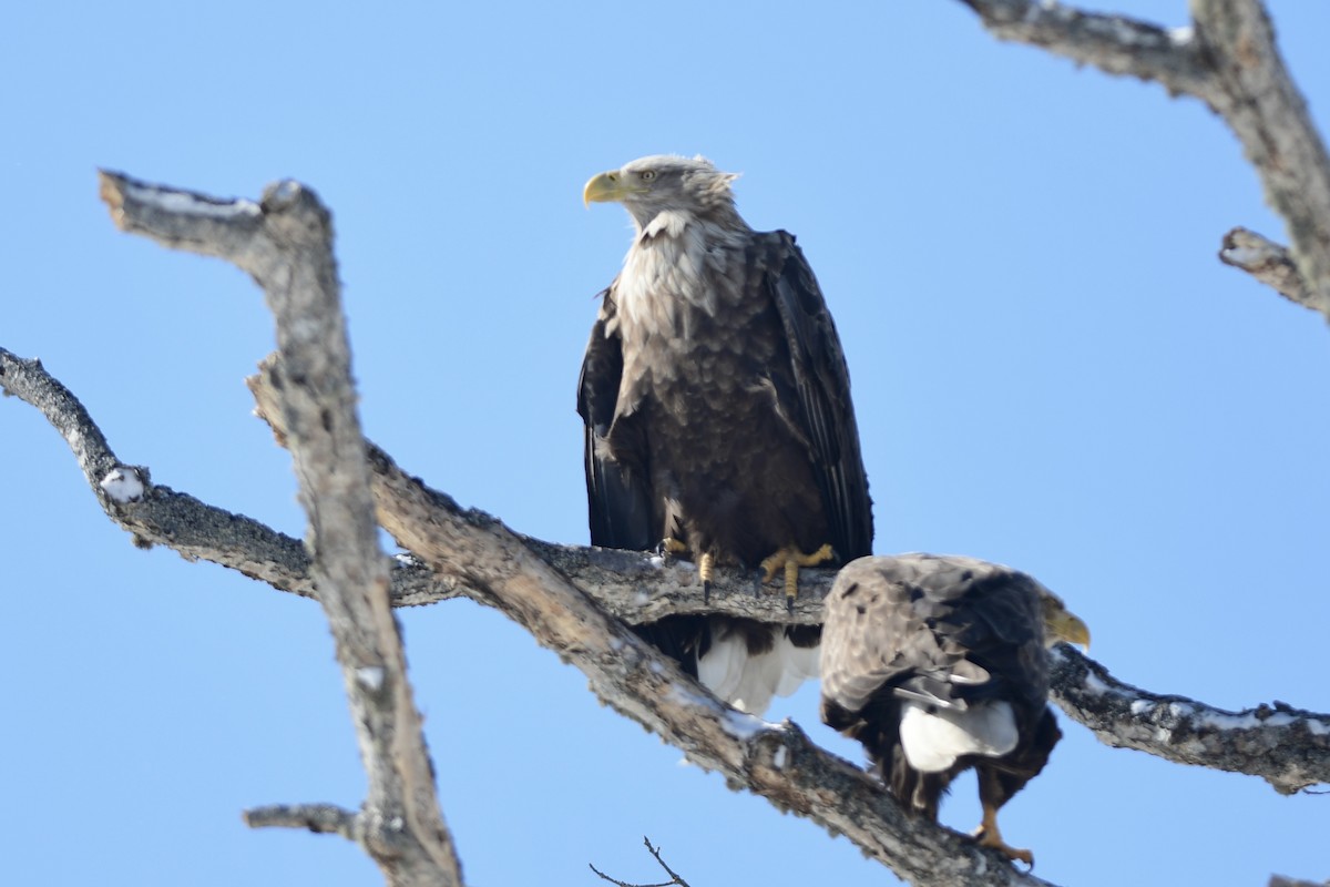 Pigargo Europeo - ML646291961