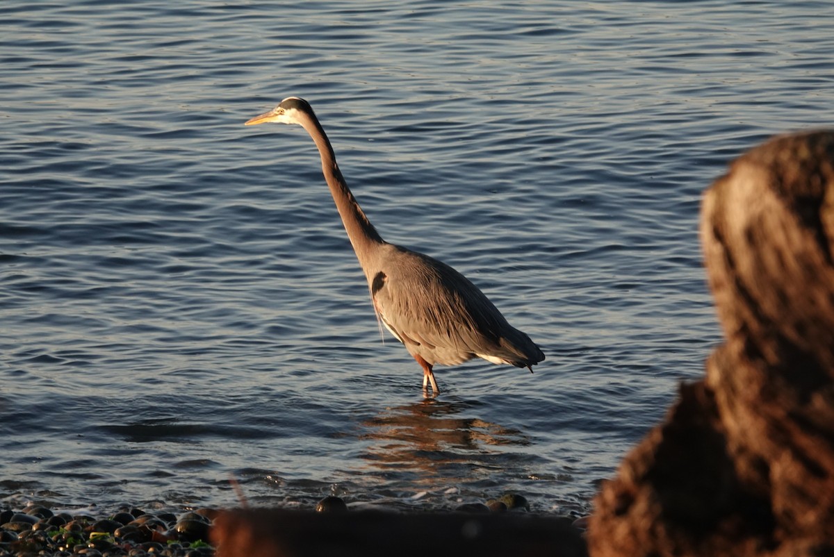 Garza Azulada - ML646291962