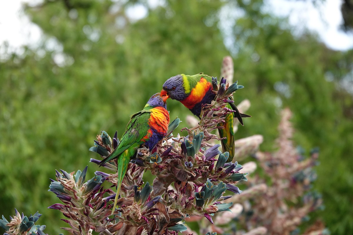 Lori Arcoiris - ML646291963