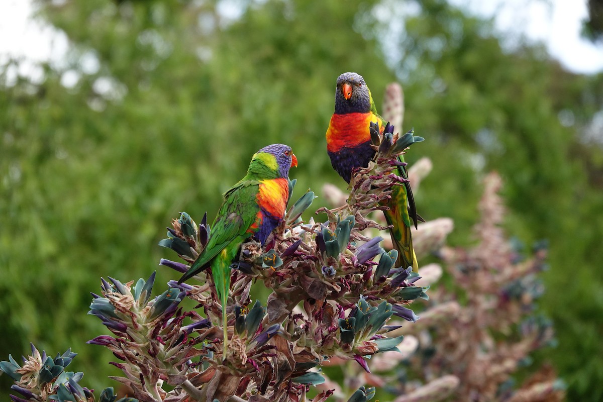 Lori Arcoiris - ML646291964