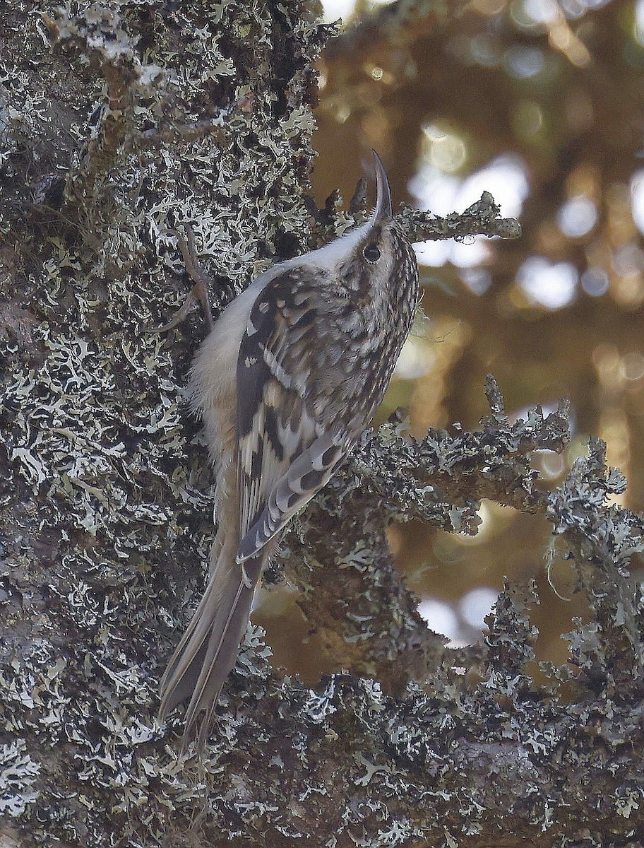 Agateador Americano - ML646291966