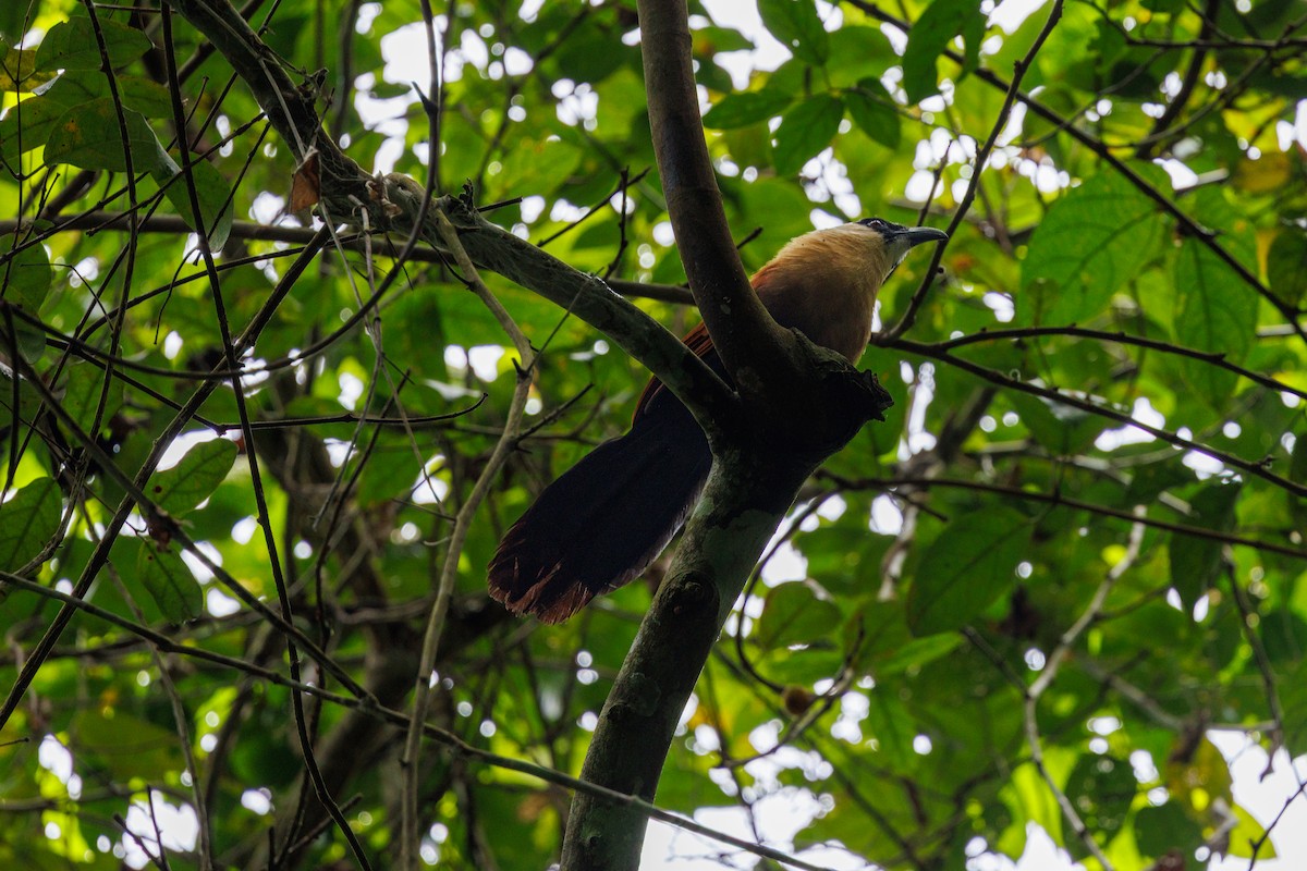 Cucal Carinegro - ML646291967