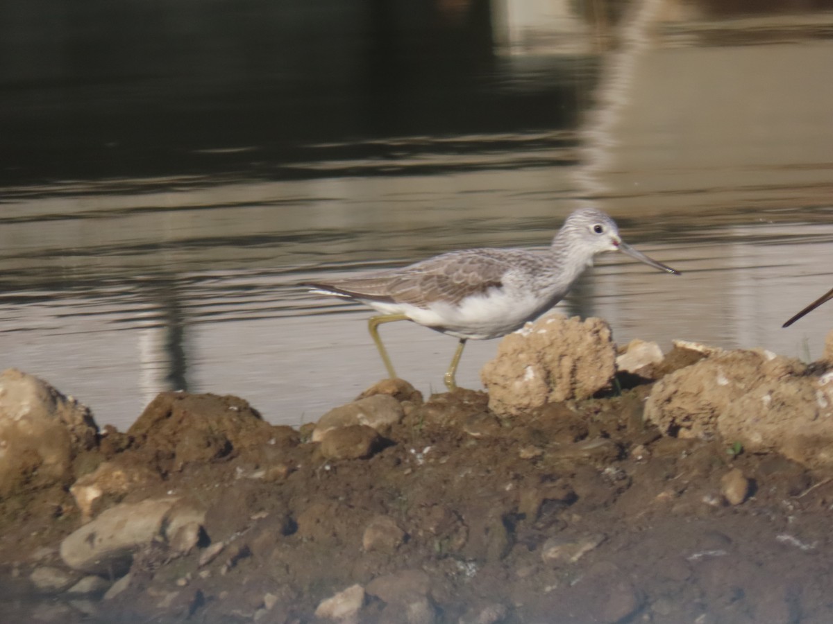 Common Greenshank - ML646291968